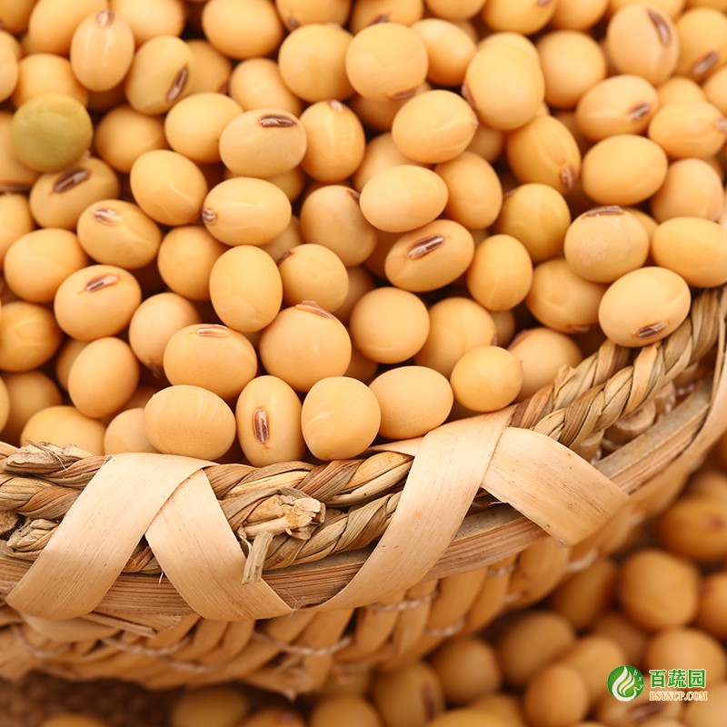 黃豆（dòu）配送