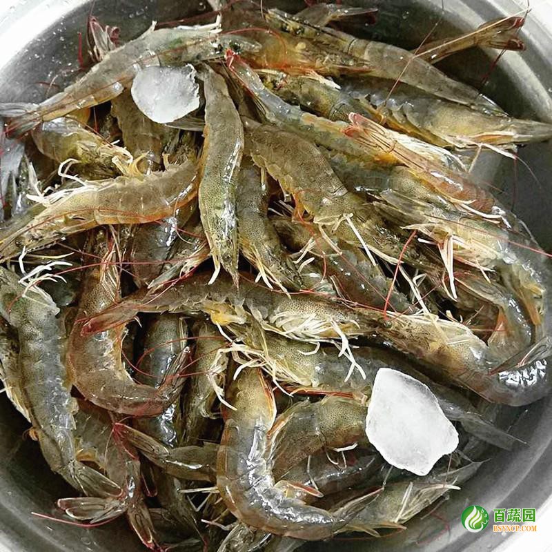 基圍蝦配（pèi）送