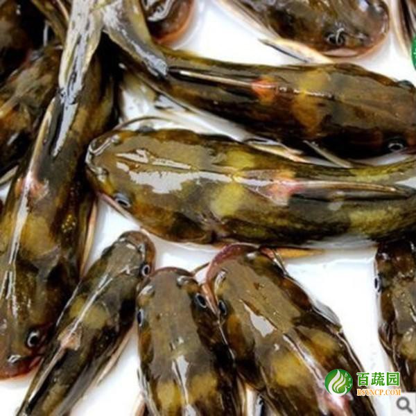 黃骨魚配（pèi）送