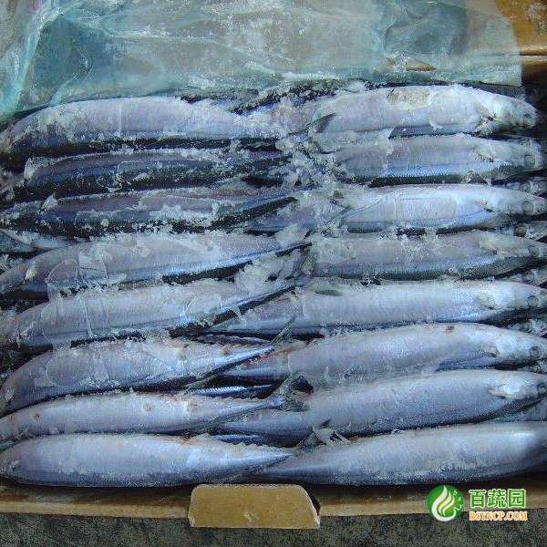 凍秋刀（dāo）魚配送