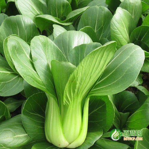 上（shàng）海青配送