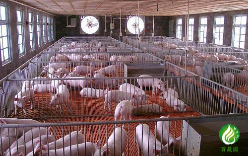 養豬基（jī）地